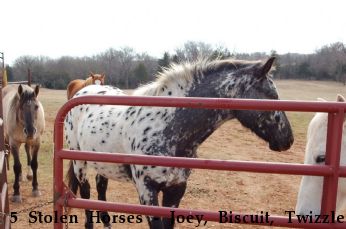 5 Stolen Horses - Joey, Biscuit, Twizzler, Bella & Stormy Near Oklahoma City, OK, 00000